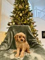 Summit, a male Cavapoo for sale in Suisun City, CA – Photo 4 of 6