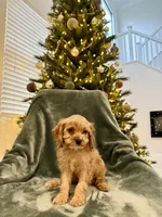 Summit, a male Cavapoo for sale in Suisun City, CA – Photo 1 of 6