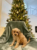 Summit, a male Cavapoo for sale in Suisun City, CA – Photo 2 of 6