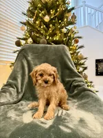 Summit, a male Cavapoo for sale in Suisun City, CA – Photo 6 of 6
