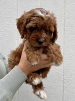 Atlas, a male Cavapoo for sale in Suisun City, CA – Photo 9 of 9