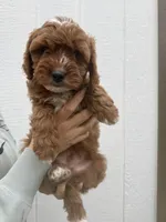 Atlas, a male Cavapoo for sale in Suisun City, CA – Photo 4 of 9