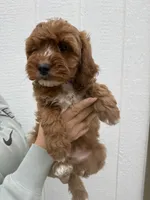 Atlas, a male Cavapoo for sale in Suisun City, CA – Photo 5 of 9