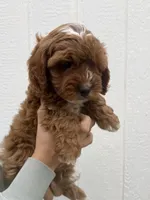 Atlas, a male Cavapoo for sale in Suisun City, CA – Photo 7 of 9