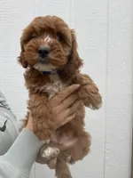 Atlas, a male Cavapoo for sale in Suisun City, CA – Photo 6 of 9