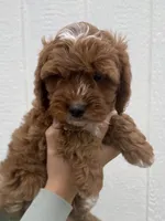 Atlas, a male Cavapoo for sale in Suisun City, CA – Photo 3 of 9