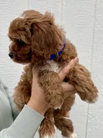 Atlas, a male Cavapoo for sale in Suisun City, CA – Photo 2 of 9