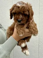 Atlas, a male Cavapoo for sale in Suisun City, CA – Photo 1 of 9