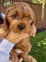 Ollie, a male Cavapoo for sale in Suisun City, CA – Photo 3 of 7