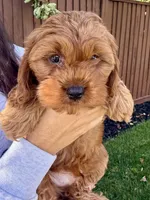 Ollie, a male Cavapoo for sale in Suisun City, CA – Photo 4 of 7