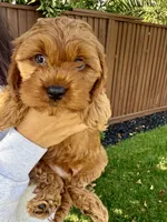 Ollie, a male Cavapoo for sale in Suisun City, CA – Photo 6 of 7