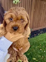 Ollie, a male Cavapoo for sale in Suisun City, CA – Photo 7 of 7