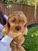 Ollie, a male Cavapoo for sale in Suisun City, CA – Photo 2 of 7