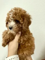 Simba, a male Cavapoo for sale in Suisun City, CA – Photo 2 of 6