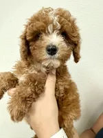 Simba, a male Cavapoo for sale in Suisun City, CA – Photo 3 of 6