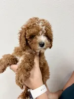 Simba, a male Cavapoo for sale in Suisun City, CA – Photo 5 of 6