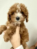 Simba, a male Cavapoo for sale in Suisun City, CA – Photo 1 of 6