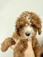 Simba, a male Cavapoo for sale in Suisun City, CA – Photo 6 of 6