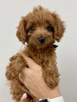 Nala, a female Cavapoo for sale in Suisun City, CA – Photo 1 of 6