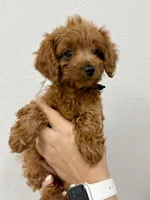 Nala, a female Cavapoo for sale in Suisun City, CA – Photo 3 of 6