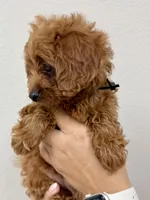 Nala, a female Cavapoo for sale in Suisun City, CA – Photo 5 of 6