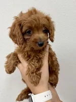 Nala, a female Cavapoo for sale in Suisun City, CA – Photo 6 of 6