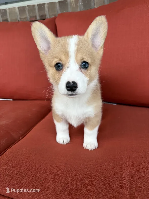 Reba  – Pembroke Welsh Corgi puppy for sale in Tazewell, TN