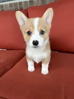Reba , a female Pembroke Welsh Corgi for sale in Tazewell, TN – Photo 1 of 4
