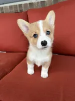 Reba , a female Pembroke Welsh Corgi for sale in Tazewell, TN – Photo 3 of 4