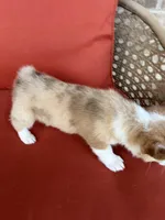 Reba , a female Pembroke Welsh Corgi for sale in Tazewell, TN – Photo 2 of 4