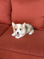 Stumpy, a male Pembroke Welsh Corgi for sale in Tazewell, TN – Photo 5 of 5