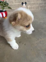 Stumpy, a male Pembroke Welsh Corgi for sale in Tazewell, TN – Photo 2 of 5