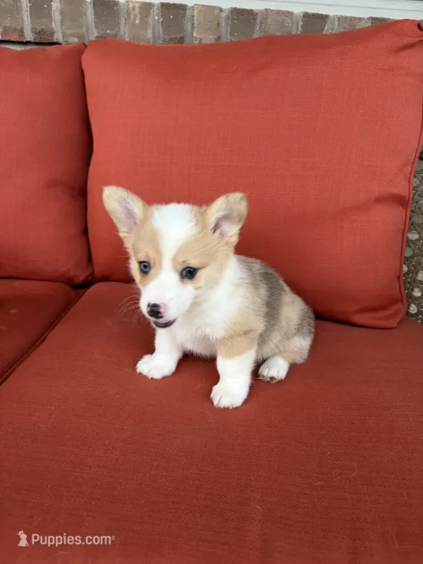 Stumpy – Pembroke Welsh Corgi puppy for sale in Tazewell, TN
