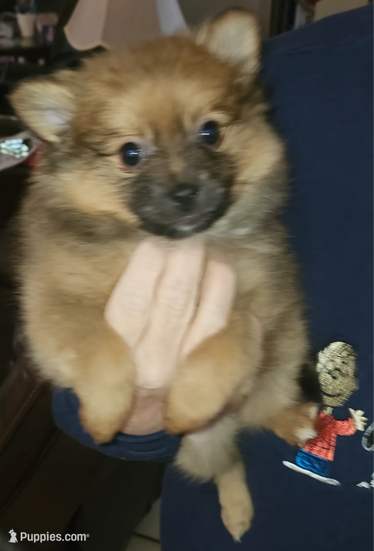 Autumn, a female Pomeranian for sale in Gastonia, NC – Photo 3 of 5