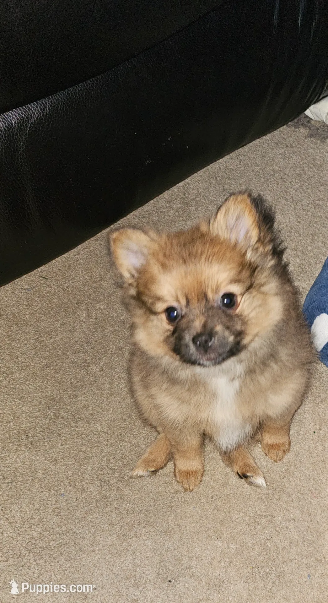 Autumn, a female Pomeranian for sale in Gastonia, NC – Photo 2 of 5