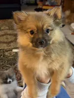 Autumn, a female Pomeranian for sale in Gastonia, NC – Photo 1 of 5