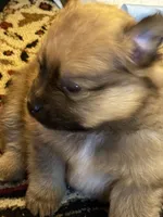 Autumn, a female Pomeranian for sale in Gastonia, NC – Photo 4 of 5