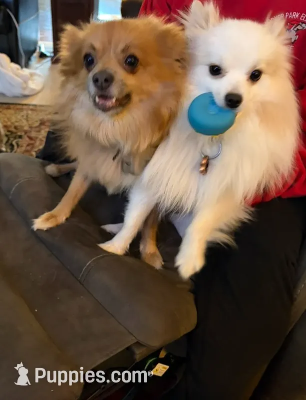 Autumn, a female Pomeranian for sale in Gastonia, NC – Photo 5 of 5