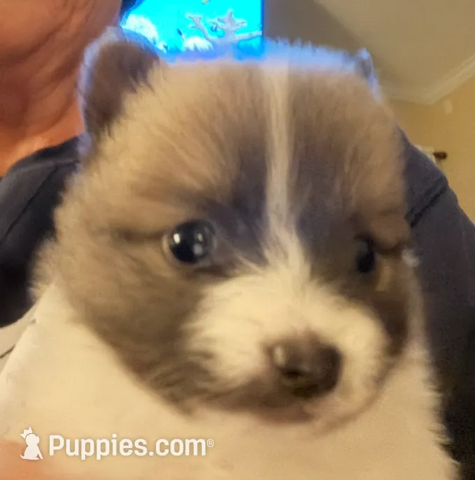 Cuddles, a male Pomeranian for sale in Gastonia, NC – Photo 7 of 7