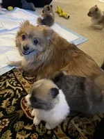 Cuddles, a male Pomeranian for sale in Gastonia, NC – Photo 2 of 7