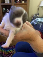 Cuddles, a male Pomeranian for sale in Gastonia, NC – Photo 4 of 7