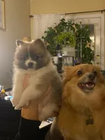 Cuddles, a male Pomeranian for sale in Gastonia, NC – Photo 1 of 7