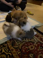 Cuddles, a male Pomeranian for sale in Gastonia, NC – Photo 3 of 7