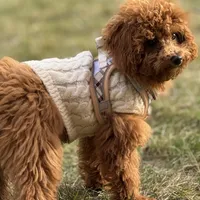 AKC Toby, a male Poodle - Toy  for sale in Chicago, IL – Photo 2 of 6