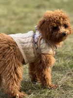 Toby, a male Poodle - Toy  for sale in Chicago, IL – Photo 2 of 6