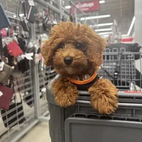 AKC Toby, a male Poodle - Toy  for sale in Chicago, IL – Photo 4 of 6