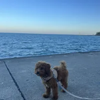 AKC Toby, a male Poodle - Toy  for sale in Chicago, IL – Photo 6 of 6
