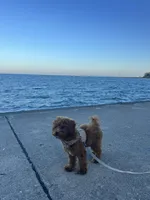 Toby, a male Poodle - Toy  for sale in Chicago, IL – Photo 6 of 6