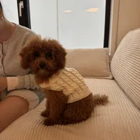 AKC Toby, a male Poodle - Toy  for sale in Chicago, IL – Photo 5 of 6