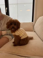 Toby, a male Poodle - Toy  for sale in Chicago, IL – Photo 5 of 6